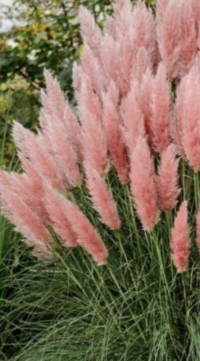 Cortaderia selloana 'Rosea'