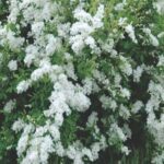 Exochorda x macrantha