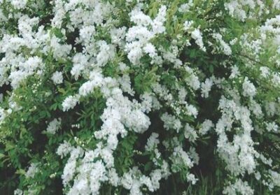 Exochorda x macrantha