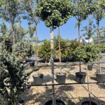 Ginkgo biloba 'Mariken' - Alto Fusto - Vivai Frappetta