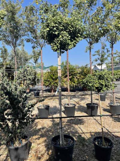 Ginkgo biloba 'Mariken' - Alto Fusto - Vivai Frappetta