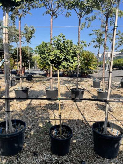 Ginkgo biloba 'Mariken' - Mezzo Fusto - Vivai Frappetta