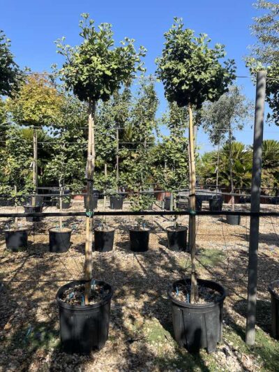 Ginkgo biloba 'Mariken' - Tre Quarti Fusto - Vivai Frappetta