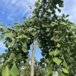 Ginkgo biloba ‘Pendula’