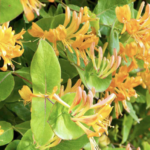 Lonicera henryi 'Copper Beauty'