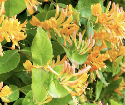 Lonicera henryi 'Copper Beauty'