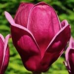 Magnolia 'Genie' - fiore