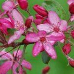 Malus Diable Rouge - fiore