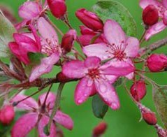 Malus Diable Rouge - fiore