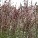 Miscanthus sinensis 'Dronning Ingrid'