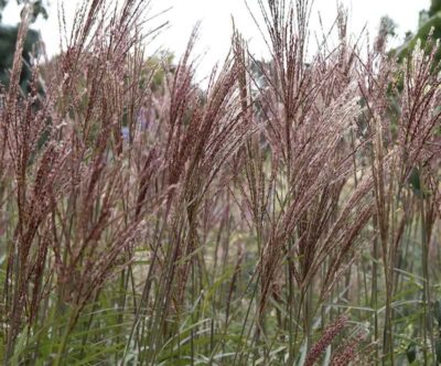Miscanthus sinensis 'Dronning Ingrid'