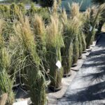 Miscanthus sinensis 'Gracillimus' - Vivai Frappetta