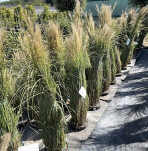 Miscanthus sinensis 'Gracillimus' - Vivai Frappetta