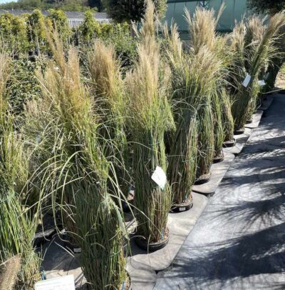 Miscanthus sinensis 'Gracillimus' - Vivai Frappetta