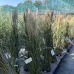 Miscanthus sinensis 'Kaskade'