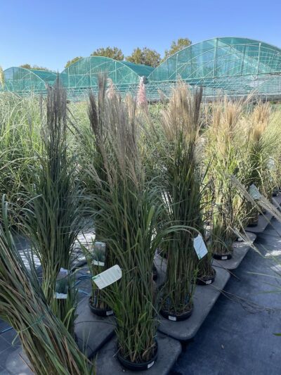 Miscanthus sinensis 'Kaskade'