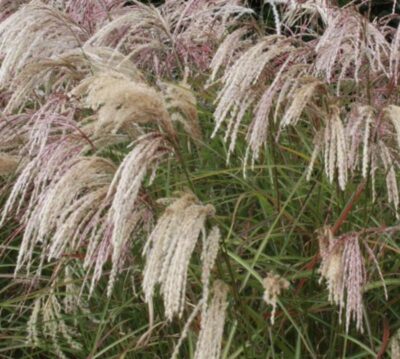 Miscanthus sinensis 'Kaskade'