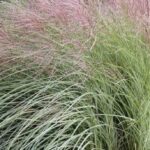 Miscanthus sinensis 'Morning Light'