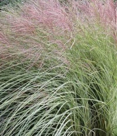 Miscanthus sinensis 'Morning Light'