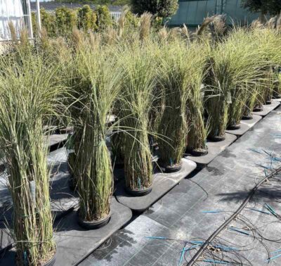 Miscanthus sinensis 'Morning Light'