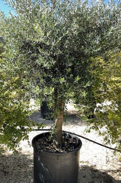 Olivo Arbequina CT50-60