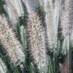 Pennisetum alopecuroides 'Foxtrot'