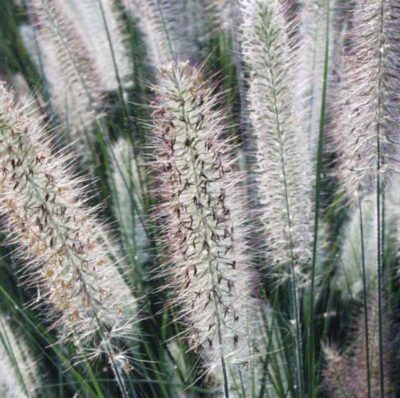 Pennisetum alopecuroides 'Foxtrot'