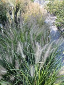 Pennisetum alopecuroides 'Foxtrot' - Vivai Frappetta