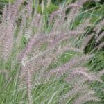 Pennisetum orientale 'Karley Rose'