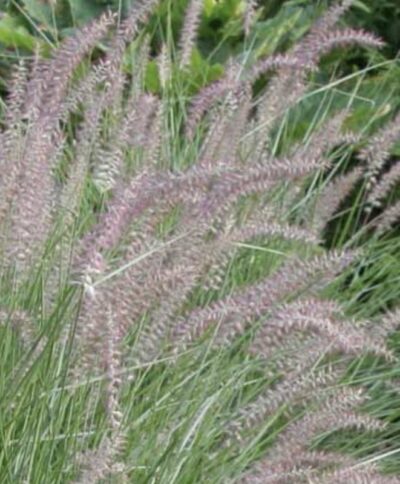 Pennisetum orientale 'Karley Rose'