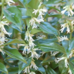 Sarcococca confusa - fiori
