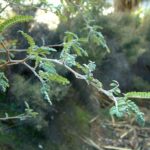 Sophora microphylla - foglie