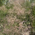 Tamarix ramosissima 'Pink Cascade' TAMERICE ESTIVA