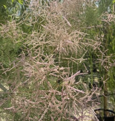 Tamarix ramosissima 'Pink Cascade' TAMERICE ESTIVA