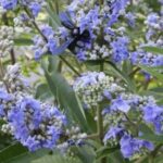 Vitex agnus-castus 'var. latifolia'