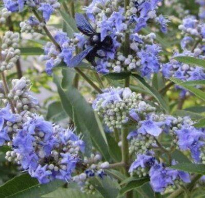 Vitex agnus-castus 'var. latifolia'