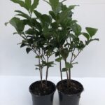Camellia sinensis Tè - giovane pianta