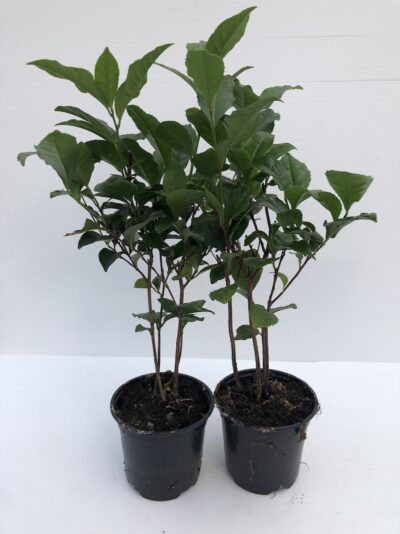 Camellia sinensis Tè - giovane pianta