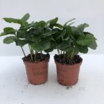 Coffea arabica CAFFE' - giovane pianta