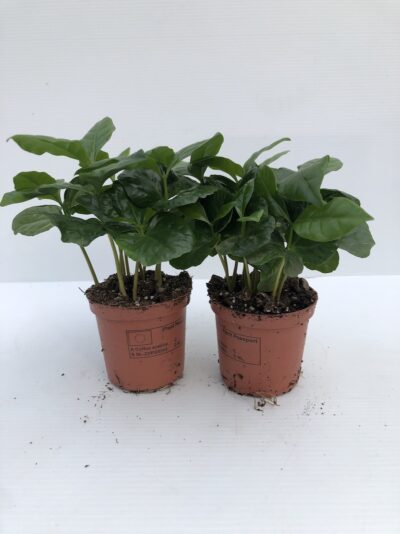 Coffea arabica CAFFE' - giovane pianta