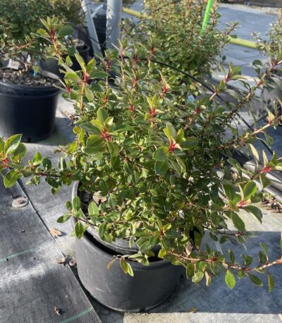 Escallonia 'Red Dream' CL3