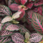 Fittonia