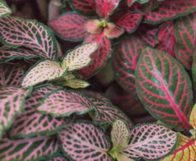 Fittonia