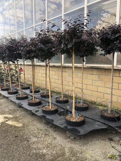 Loropetalum chinense 'Fede' - mezzo fusto