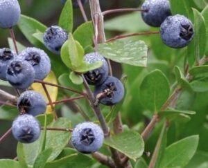 Mirto Nano Mycrophylla