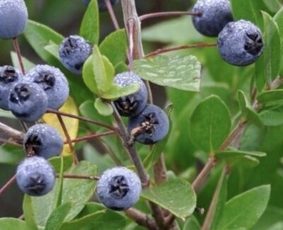 Mirto Nano Mycrophylla