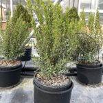 Mirto Nano - Vivai Frappetta