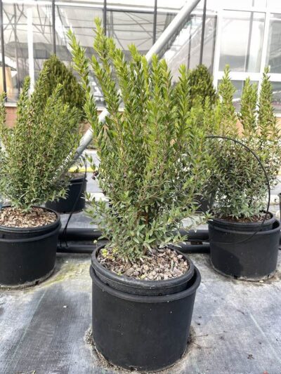 Mirto Nano - Vivai Frappetta