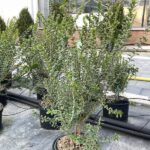 Mirto Tarentina Myrtus communis Terentina