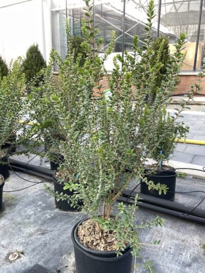 Mirto Tarentina Myrtus communis Terentina